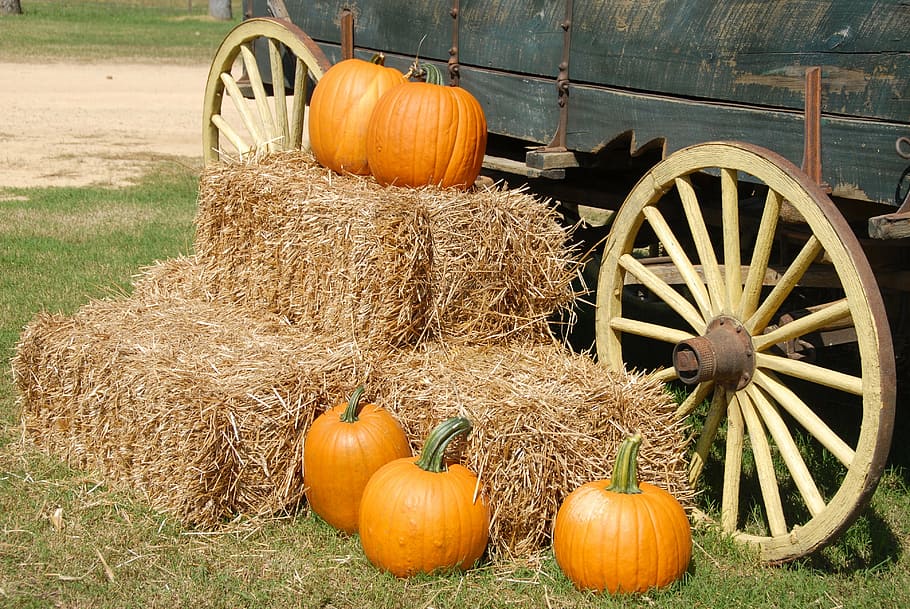 five, orange, pumpkin, hay, carriage, pumpkins, wagon, farm, halloween, fall
