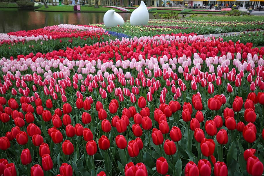 Holland, Park, Keukenhof, holland, park, flower, red, freshness, agriculture, outdoors, abundance