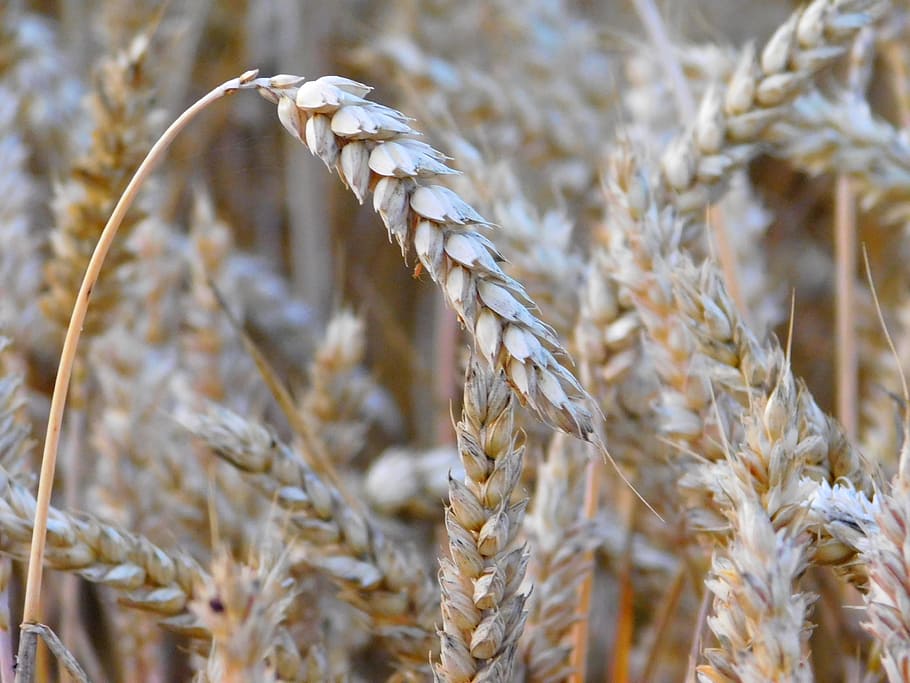 Wheat, Grains, Field, Cereals, wheat, grains, grain, cornfield, ear, food, cultivation