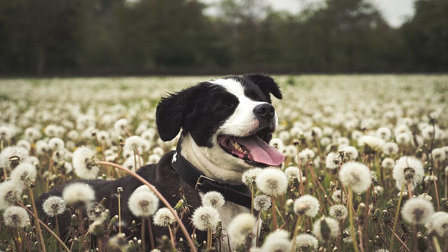 adult, black, white, american pit bull terrier, surrounded, dandelion, daytime, dog, field, animal