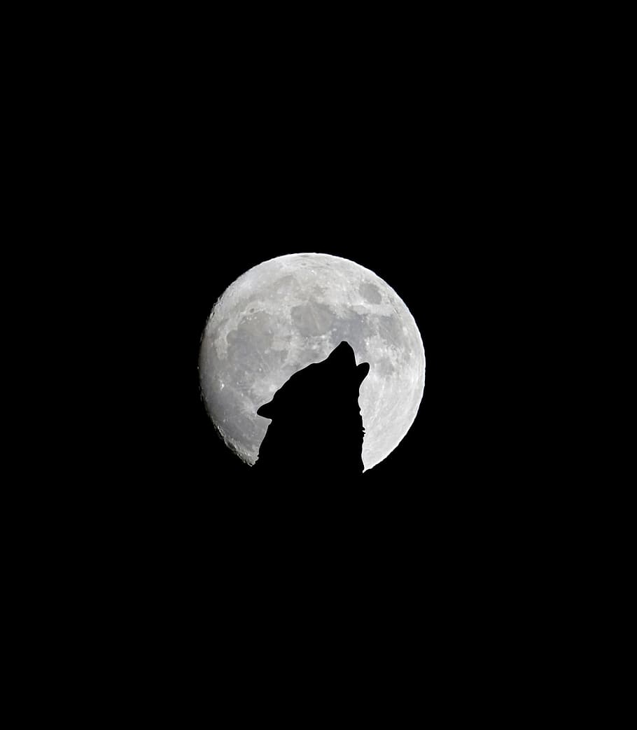 silhouette, roaring, wolf, front, full, moon, full moon, dark, night, darkness