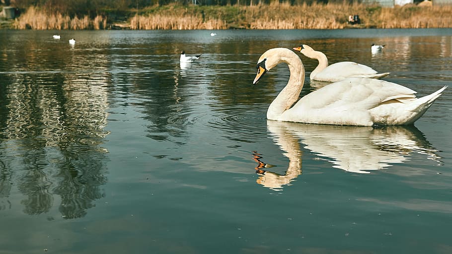 Animal, Bird, Lake, Nature, River, summer, swan, swans, water, reflection
