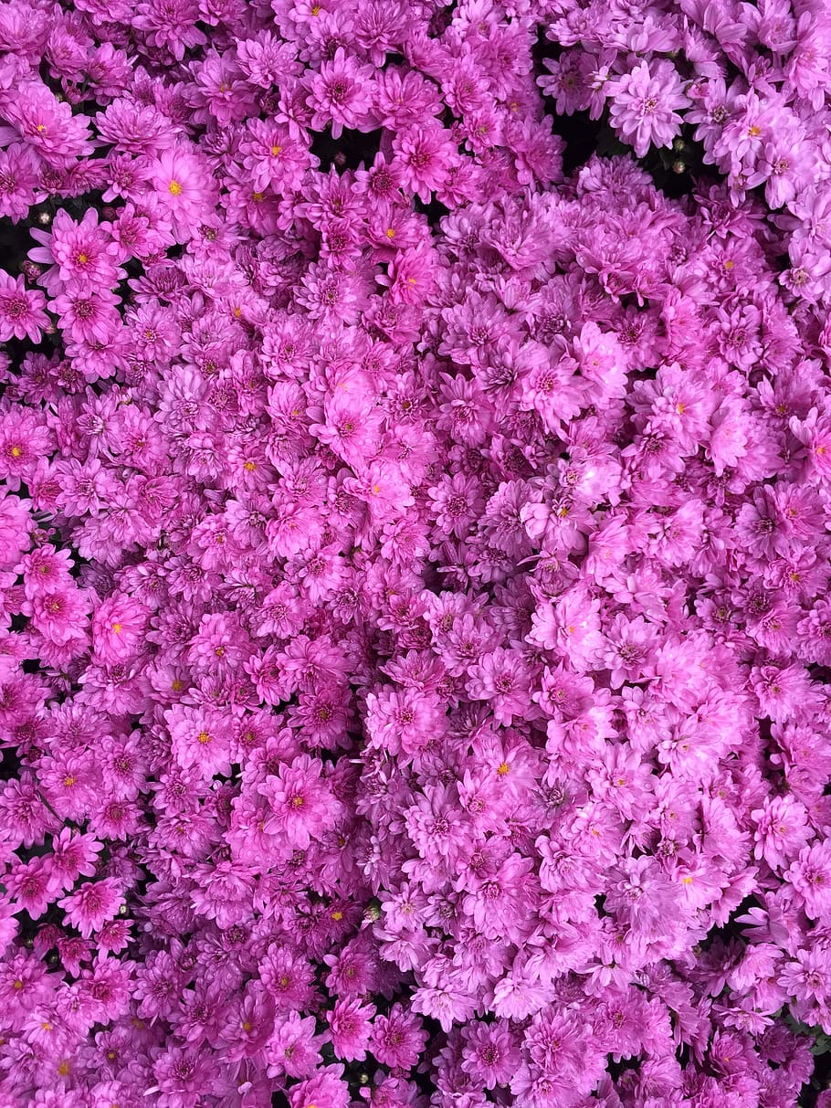 azalea color, dark pink, hot pink, chrysanthemum, fragrance, pretty flowers, pink color, backgrounds, flower, full frame