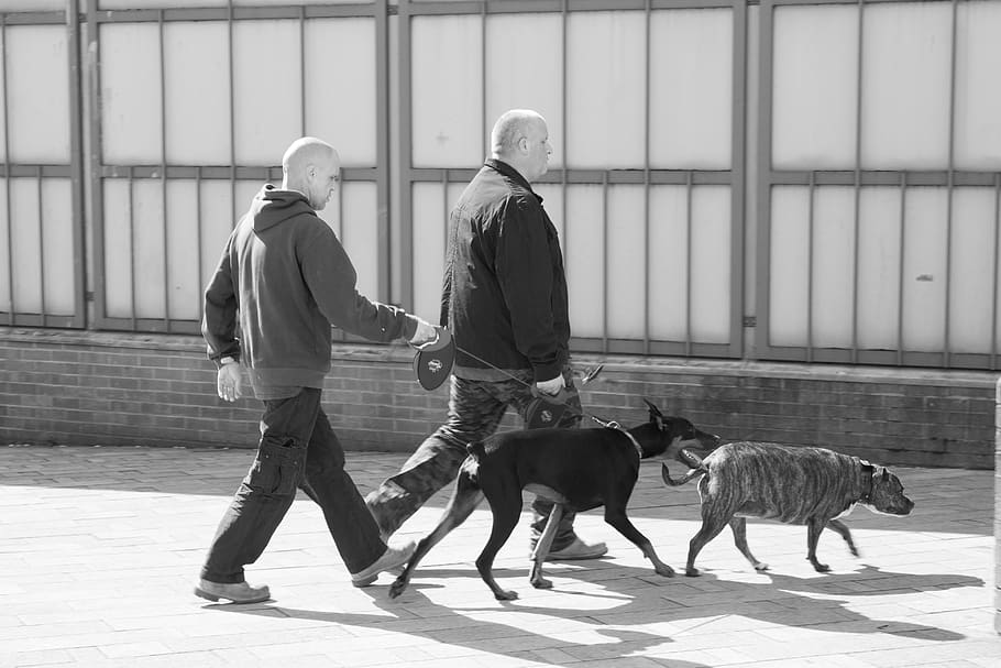 pasear al perro, escena callejera, ciudad, mamífero, mascotas, animales domésticos, perro, canino, personas reales, un animal