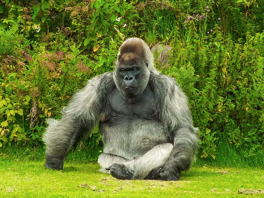 grey, black, gorilla seats, green, grass, gorilla, animal, nature, wildlife, ape