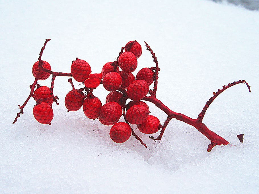 Snow, White, Winter, Cold, Branch, snow, white, red, decoration, nature, zing