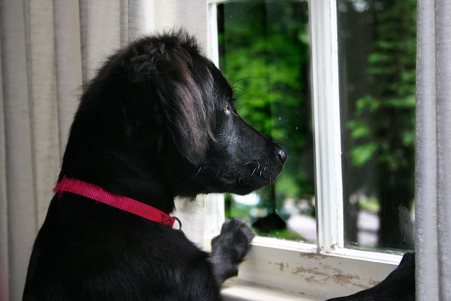 dog, dog at window, flat coated retriever, dog looking, dog waiting, one animal, mammal, animal themes, animal, domestic