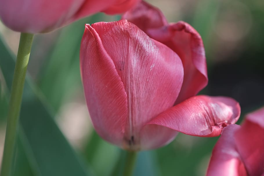 Tulip, Violet, Spring, Flowers, Nature, spring, flowers, purple, plant, close, macro