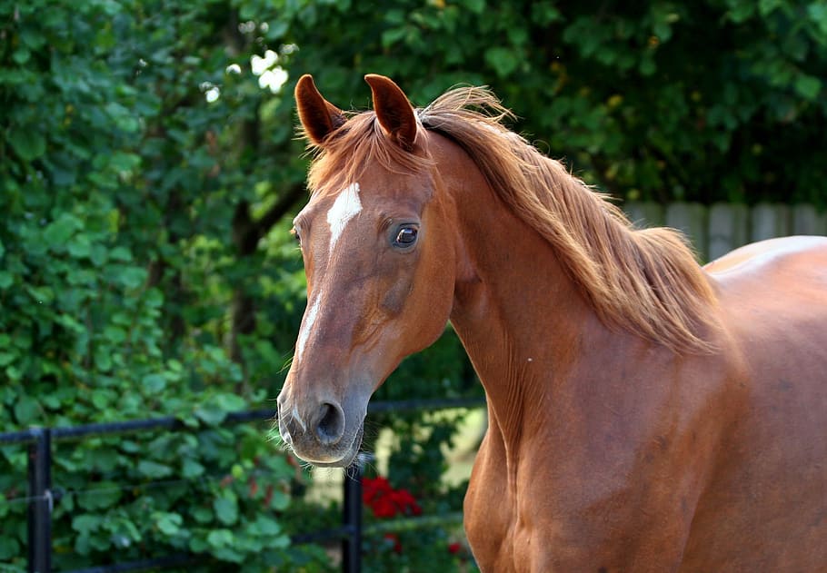 closeup, brown, horse, whole blood, fuchs, chestnut mare, spout, paddock, domestic animals, one animal
