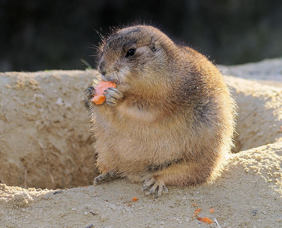 brown beaver, prairie dogs, rodent, gophers, north american gophers, eat, vigilant, cute, fluffy, furry