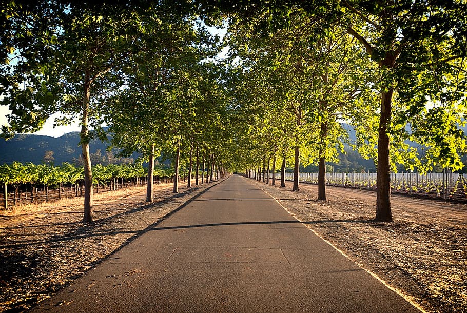 empty road, napa valley, vineyards, farm rural, landscape, fields, tree canopy, trees, mountains, nature