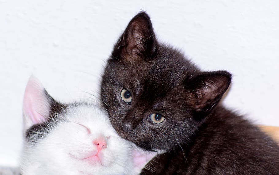 two, short-fur, white-and-black, kittens, close-up, short, fur, white, black, cat babies