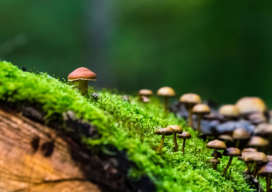 mushrooms, green, grass, nature, forest, moss, autumn forest, background, screen background, log