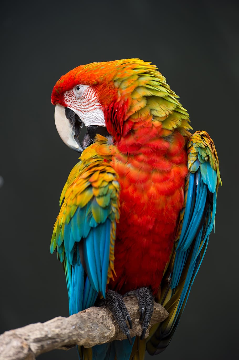 scarlet, macaw, rainbow, parrot, plumage, red, color, beak, feather, wildlife