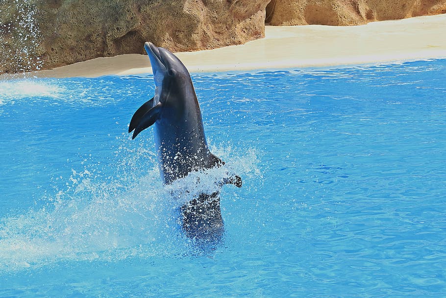 dolphin, surfacing, body, water, delfin, preview, dolphins, dolphinarium, herd, jumping