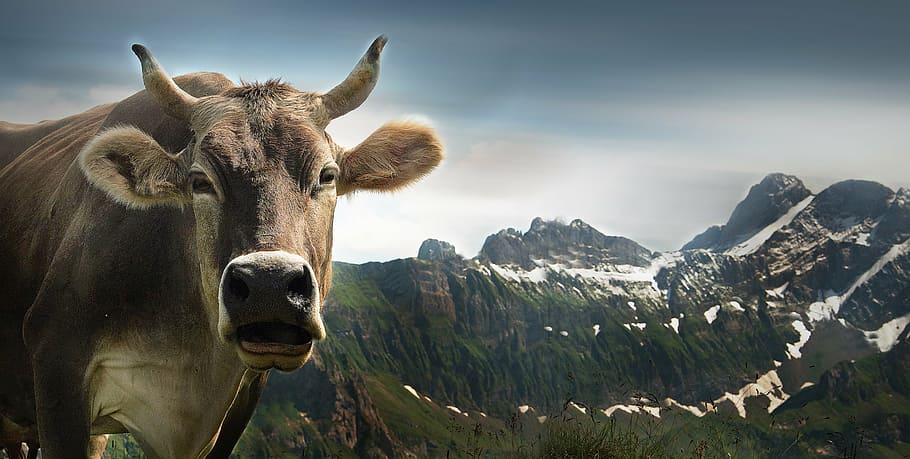 brown, cow, mountains, distance, edited, ebenalp, alpine, appenzell, swiss alps, switzerland
