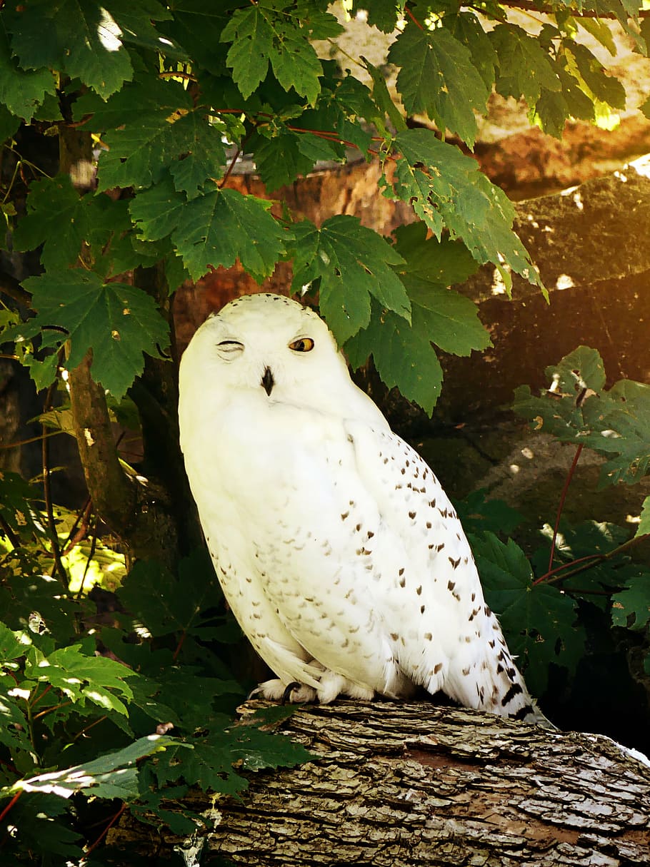 female, white, black, snowy, owl, snowy owl, bird, feather, nocturnal, zoo