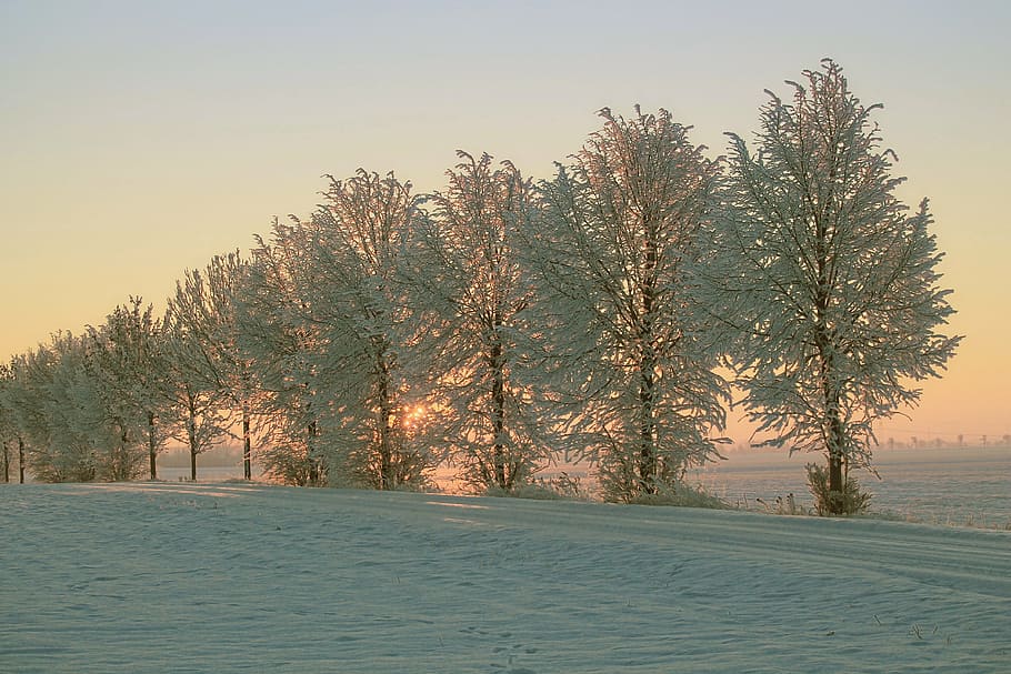 alto, árboles, durante el día, invierno, sol de la mañana, nieve, frío, impresiones de invierno, amanecer, sol de invierno