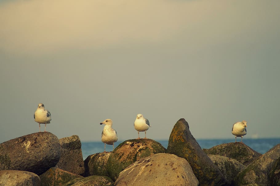 gulls, stones, sea, time, wait, rest, coast, rock, bank, dusk