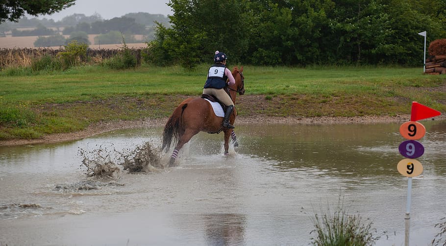 horse gallops through water, water obstacle, horse, galloping, gallop