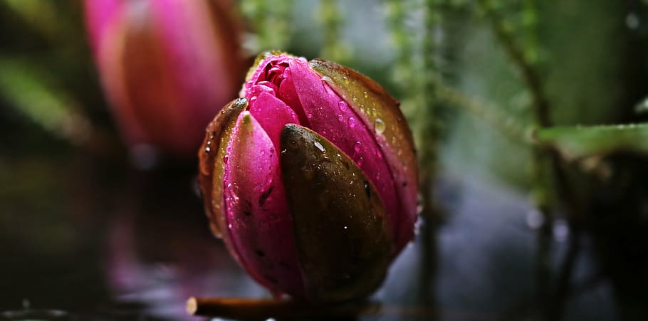 selective, focus photography, pink, lotus flower bud, water droplets, water lily, nuphar lutea, aquatic plant, blossom, bloom