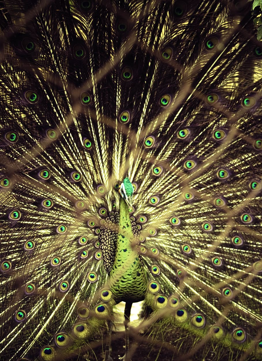 bird, peacock, beautiful, feather, color, animals, nature, pattern, blue, multicolour
