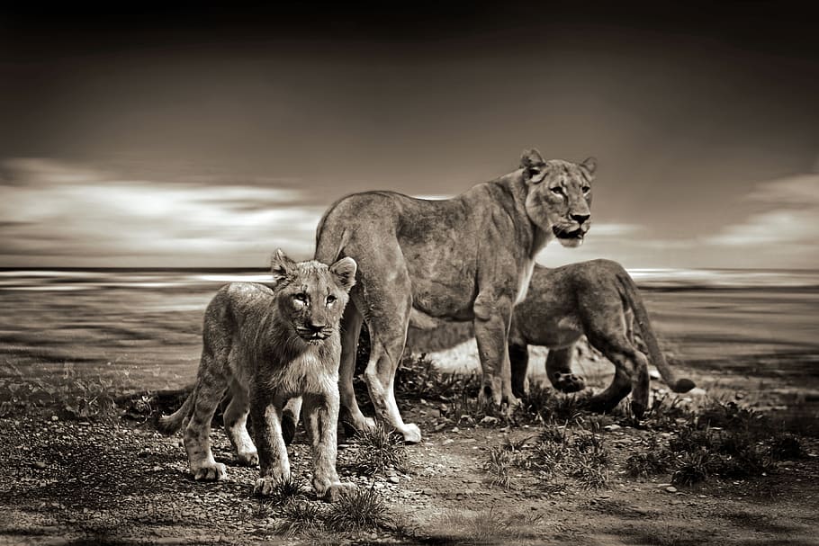sepia, lioness, two, cubs, lion, lions, wild animal, safari, animal, wildlife