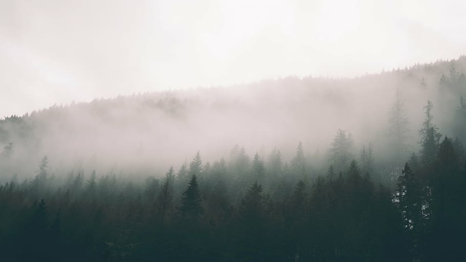 niebla, cubierta, árboles, naturaleza, bosque, bosques, humo, neblina, árbol, planta