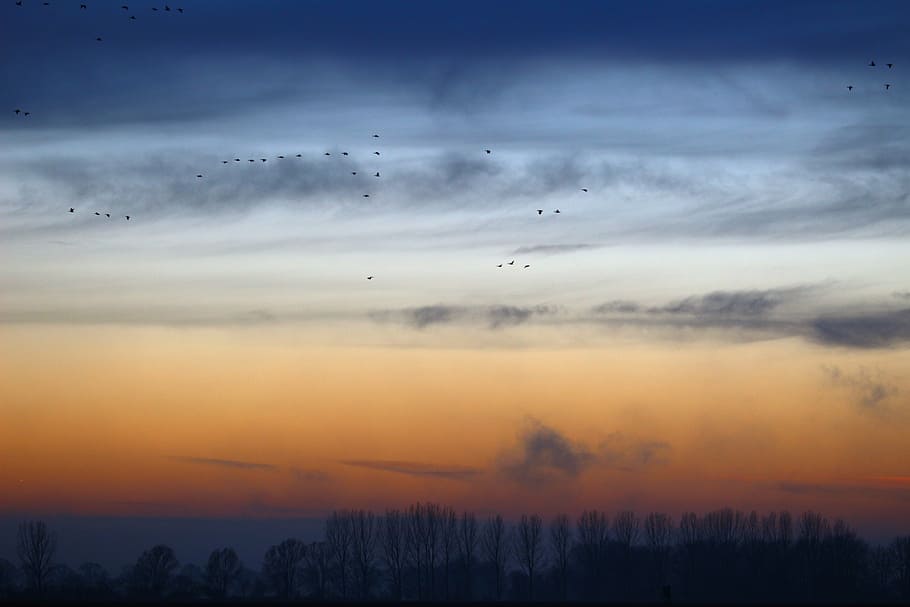 silhouette photography, trees, birds, wild geese, evening sky, nature, field, geese, migratory birds, landscape