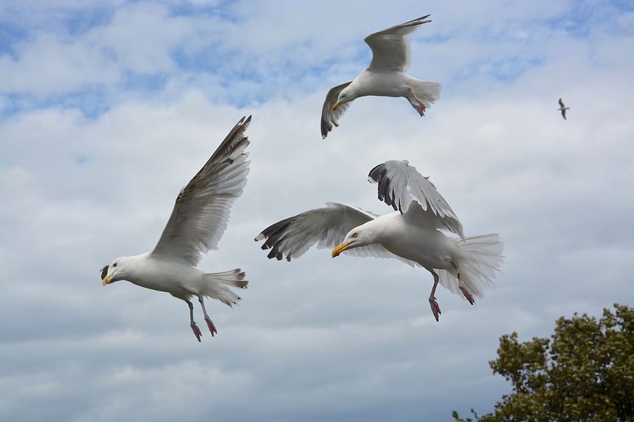 three, white, birds, flying, tree, flying seagull, sea birds, gull, dom, sea
