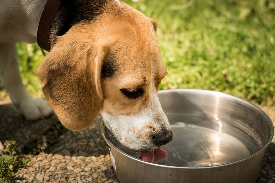 adult, tricolor, beagle drinking water, dog, drink, water, thirst, bangel, race, one animal