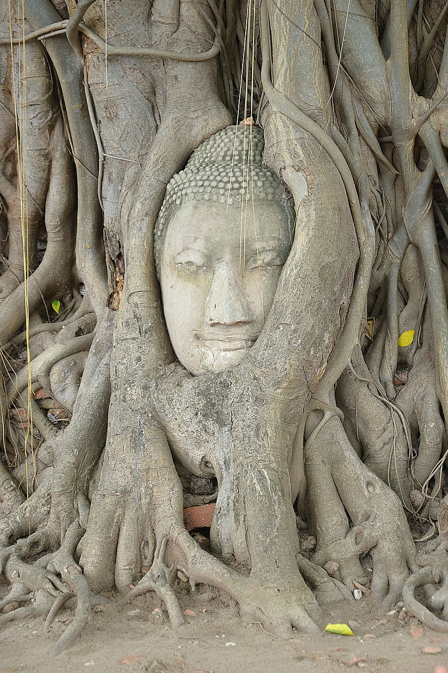 ayutthaya, buda, wat mahathat, steinbuddha, cabeça, raiz, pedra, árvore, tailândia, património mundial