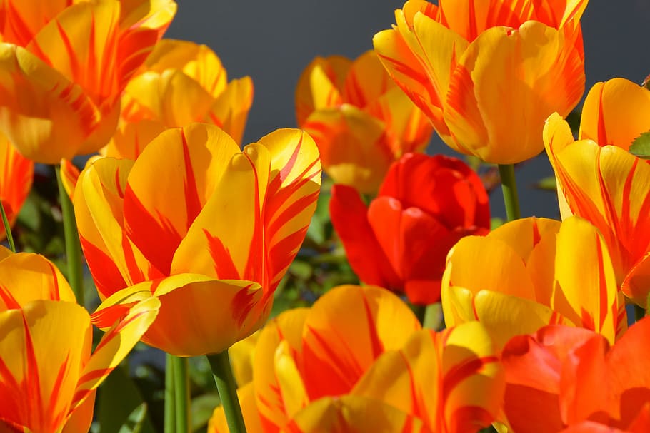 orange, red, tulips flowers, tulips, tulip flower, flowers, yellow, green, flower, nature