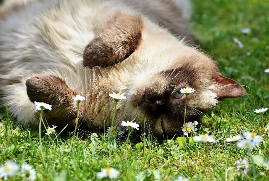 siamese cat, lying, field, grass, daisy, cat, breed cat, british shorthair, mieze, british shorthair cat