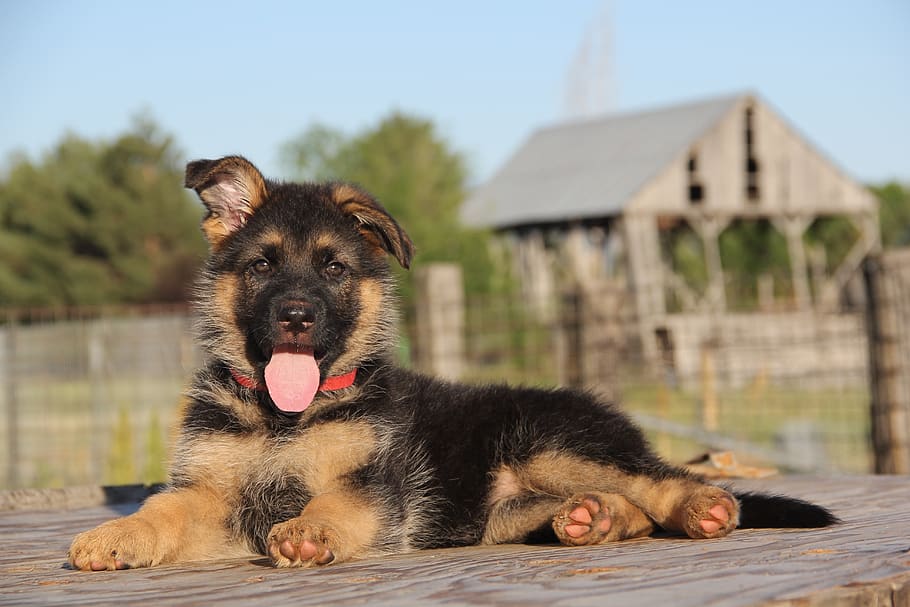 pastor alemão, filhote de pastor alemão, canino, cão, cachorro, animal de estimação, bonito, adorável, mamífero, temas animais