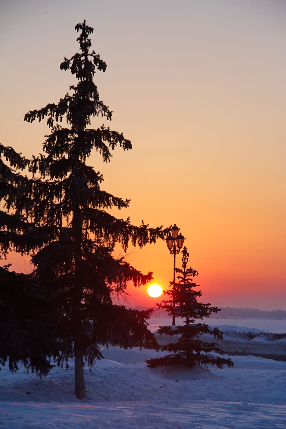 silhouette, pine trees, sunset, tree, winter, sunrise, landscape, nature, snow, sun