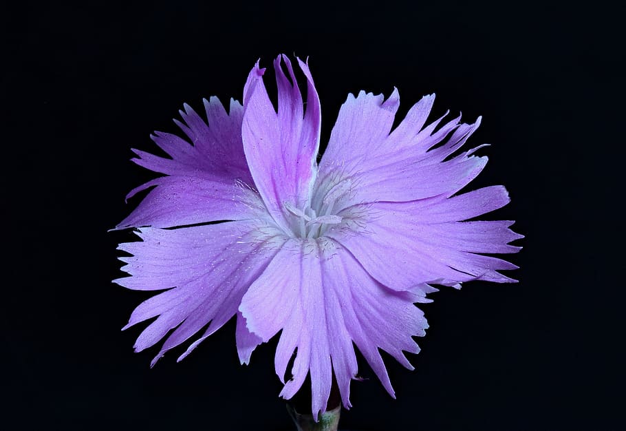 started-carnation, purple flower, macro, close, macro photography, blossom, bloom, violet, carnation, dianthus
