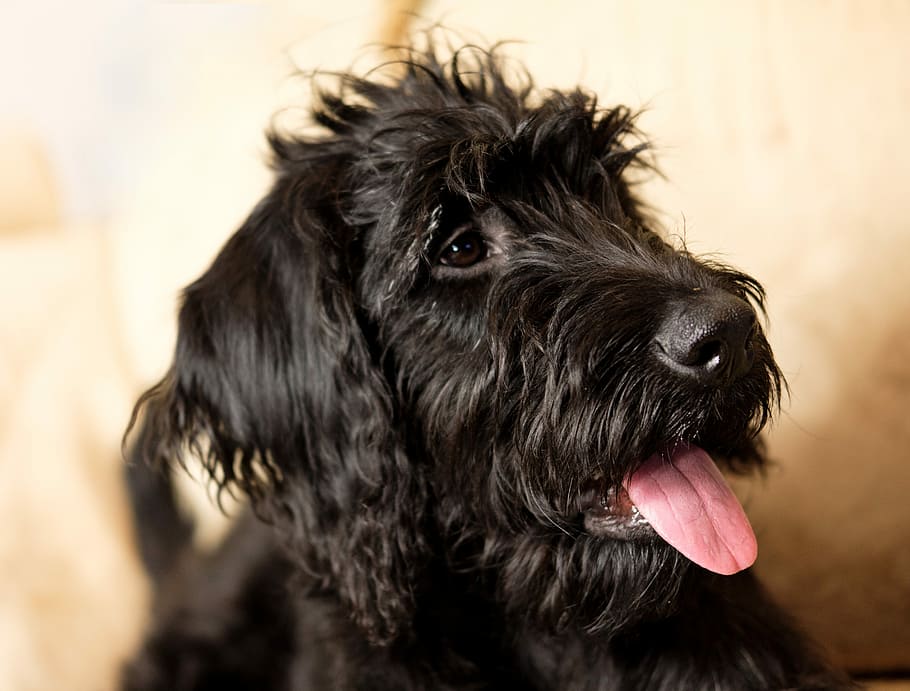 fotografía de primer plano, de pelo corto, negro, perro, lengua, labradoodle, schnauzer, labrador, king poodle, híbrido
