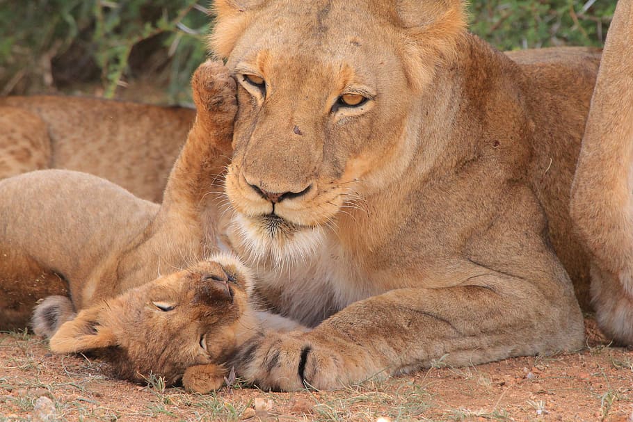 brown, lioness, cub, mother, young, nest, nature, love, mother and child, young animal
