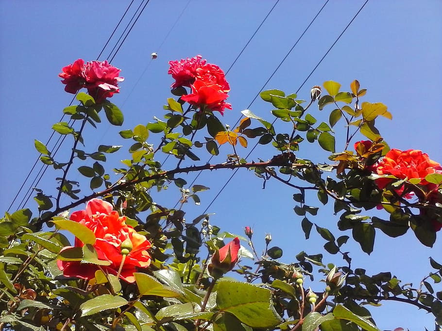 flor de pétalas vermelha, flor, planta, vulnerabilidade, fragilidade, céu, crescimento, frescura, beleza da natureza, vista de ângulo baixo