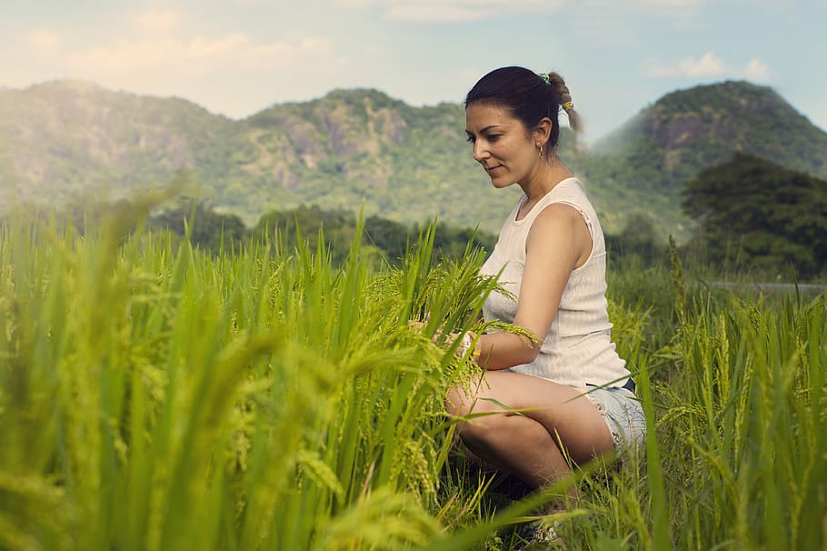 mulher, sentado, cercado, plantas, arroz, campo, verde, natureza, plantar, culturas
