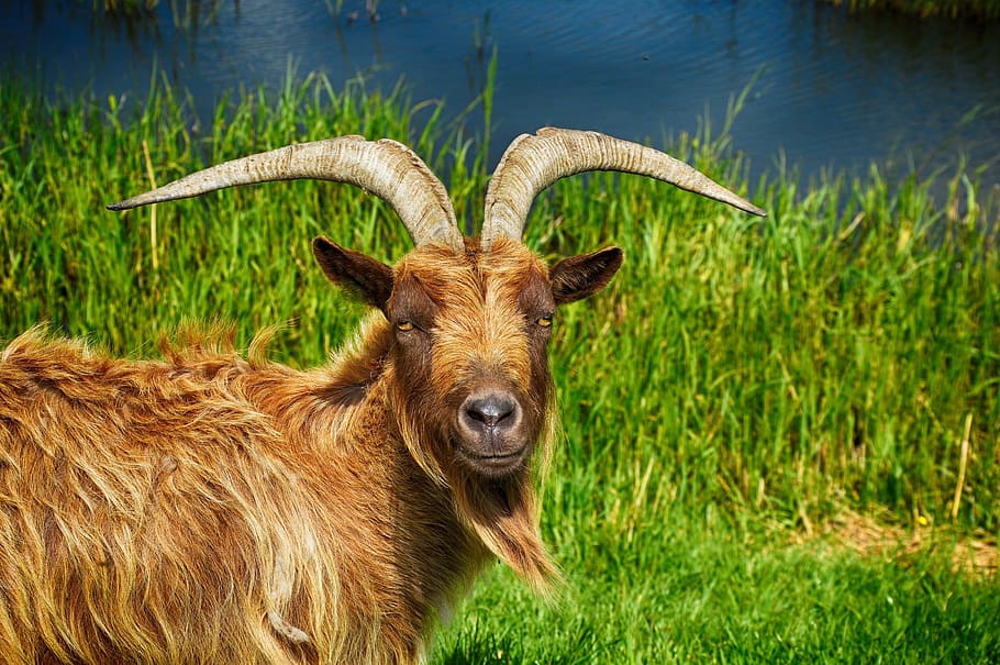 brown goat, goat, billy goat, cute-goat, billy-goat, animal, ram, farm-animal, nature-photography, animal-photography