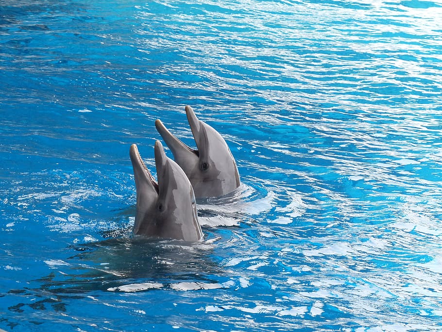 dos, gris, delfines, cuerpo, agua, cetáceos, mamíferos marinos, cuenca de delfines, delfinario, dúo