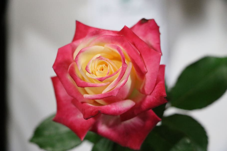 pink, yellow, variegated, rose, bloom, blossom, flower, flowering plant, beauty in nature, rose - flower