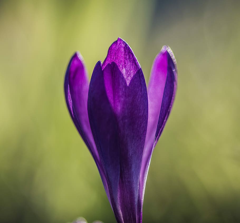 krokus, flower, spring, violet, nature, plant, crocus, purple, cup, single