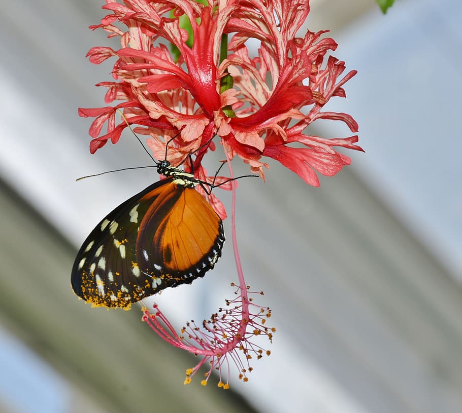 brown, black, longwing butterfly, perched, coral, hibiscus, closeup, photography, butterfly, colorful