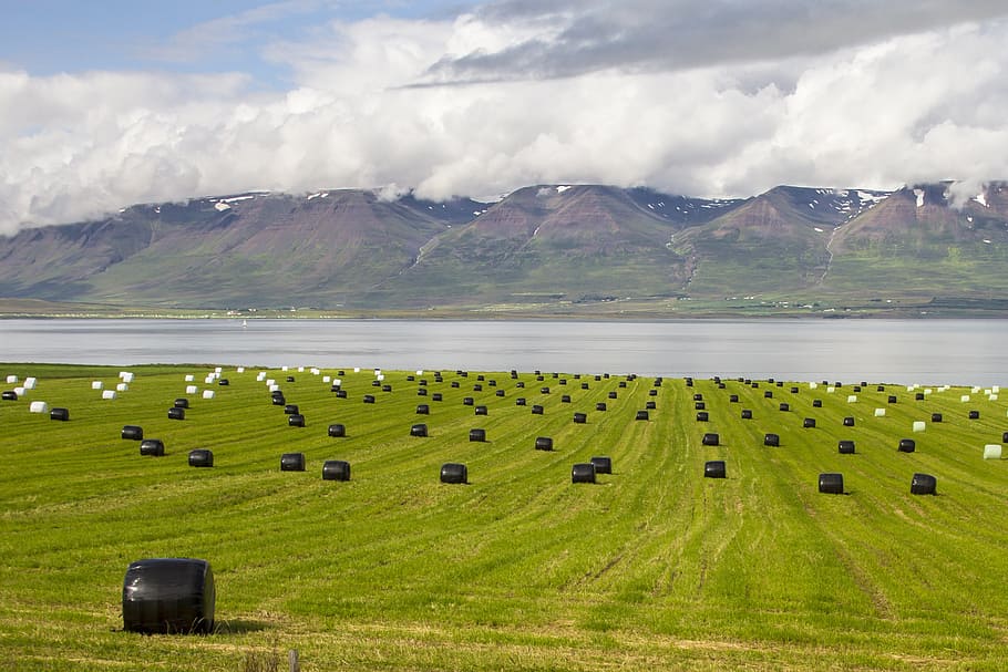 islândia, fardos de alimentação, paisagem, fardo, agricultura, fazenda, rural cena, natureza, feno, campo
