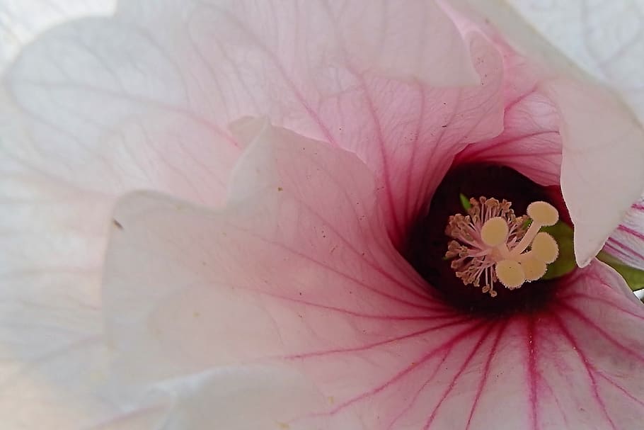 hibiscus, giant hibiscus, blossom, bloom, close, white flowers, summer, flower, flowering plant, plant