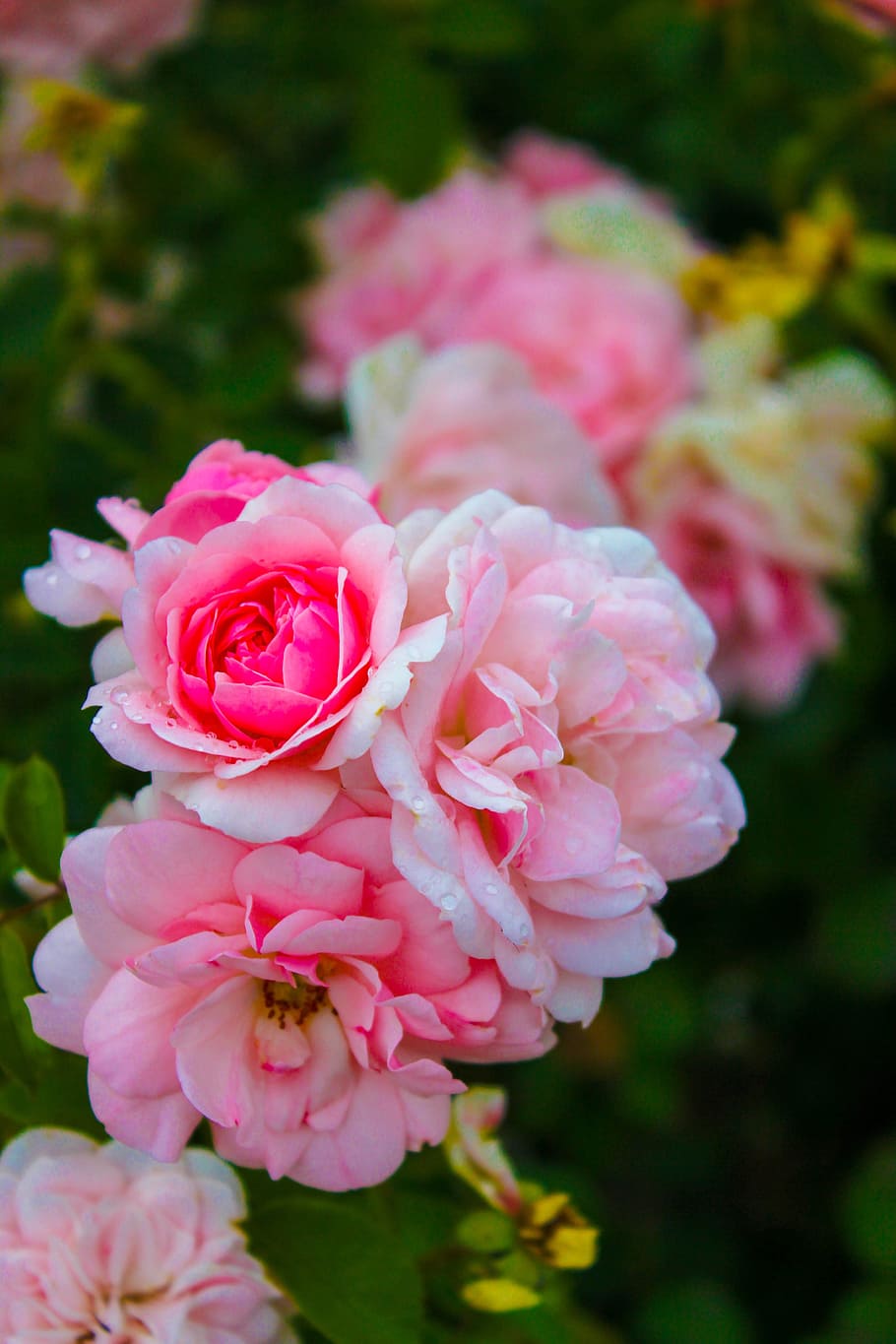 Rose, Pink, Flowers, Plant, rose, pink, summer, garden, nature, petals, bloom