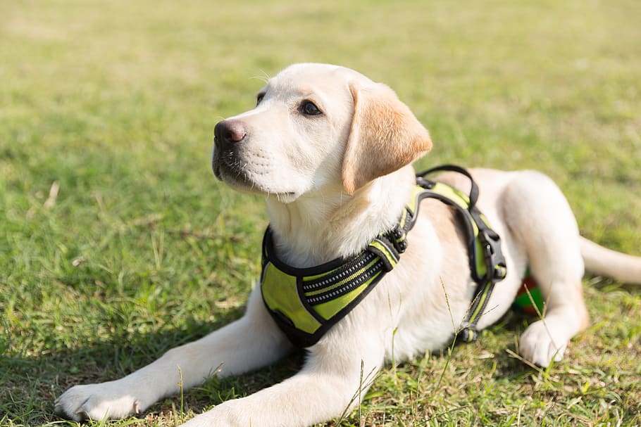 yellow, labrador, wearing, green, harness, puppy, dog, lawn, canine, pets